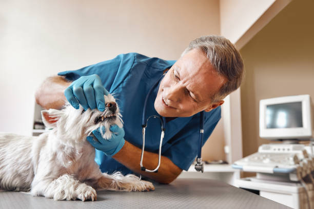 Best Knocked-Out Tooth (Avulsed Tooth) Treatment in Elizabethtown, PA